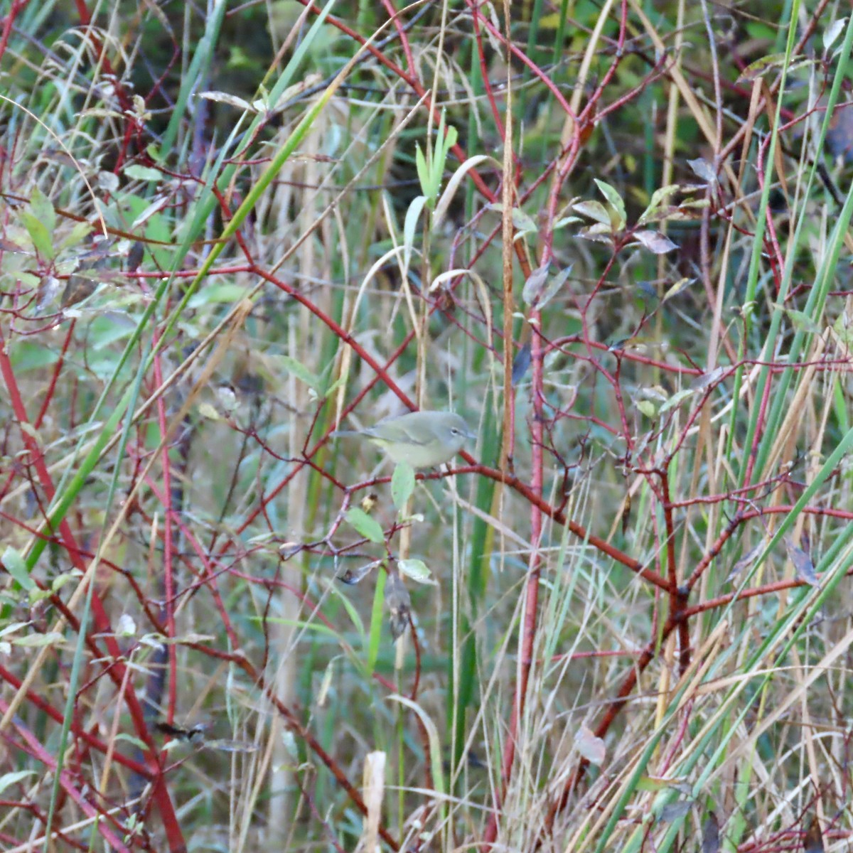 Orange-crowned Warbler - ML642925902