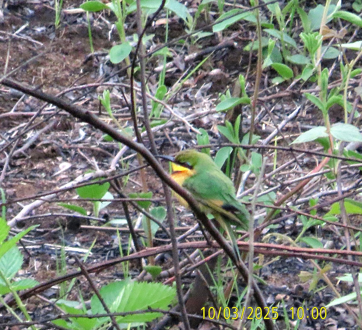 Little Bee-eater - ML642925904
