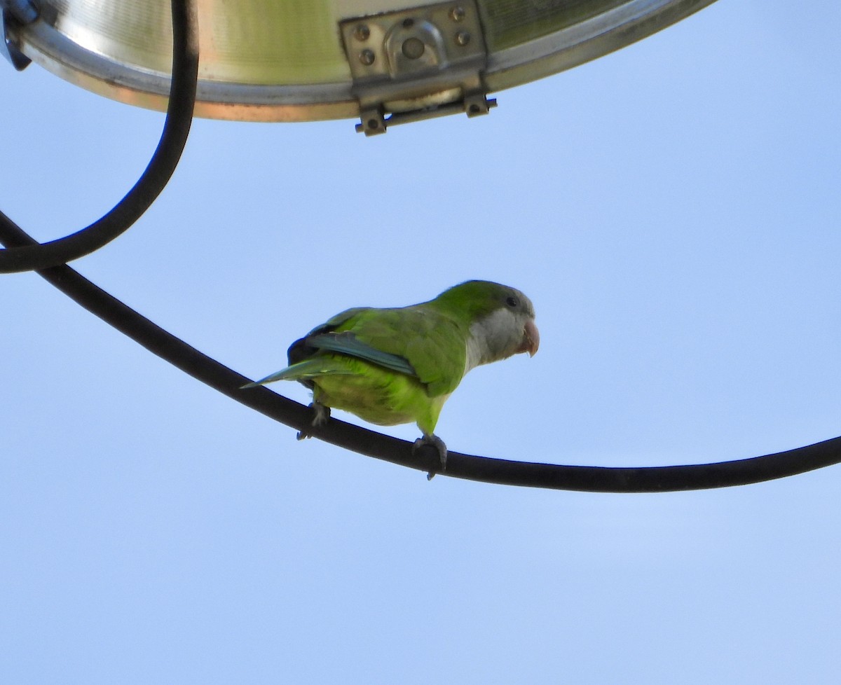 Monk Parakeet - ML642925906