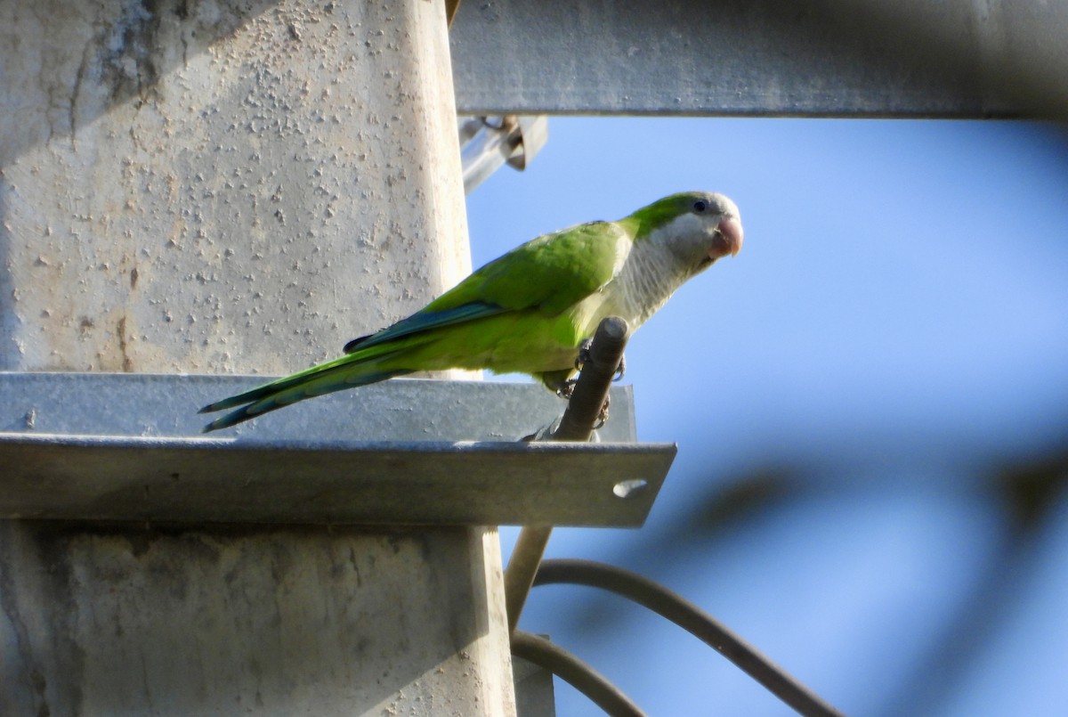 Monk Parakeet - ML642925907