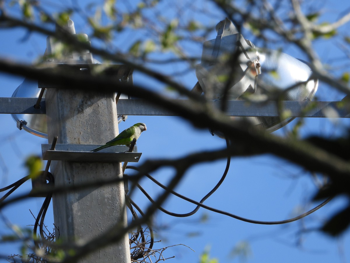 Monk Parakeet - ML642925908
