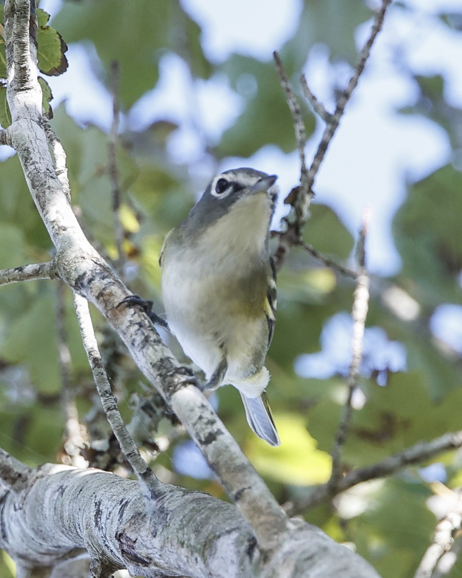 Blue-headed Vireo - ML642925909