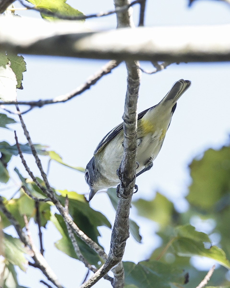 Blue-headed Vireo - ML642925910