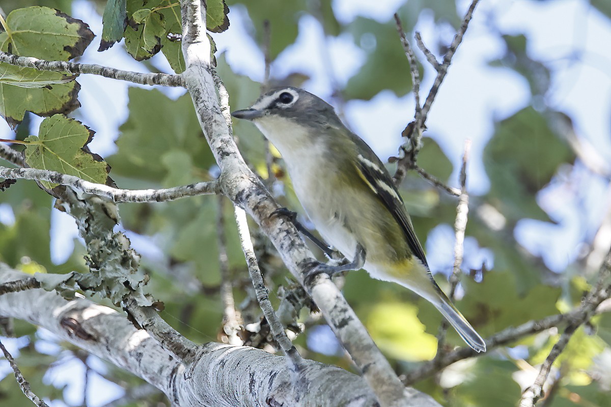 Blue-headed Vireo - ML642925911
