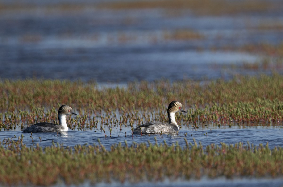 Silvery Grebe - ML642925912