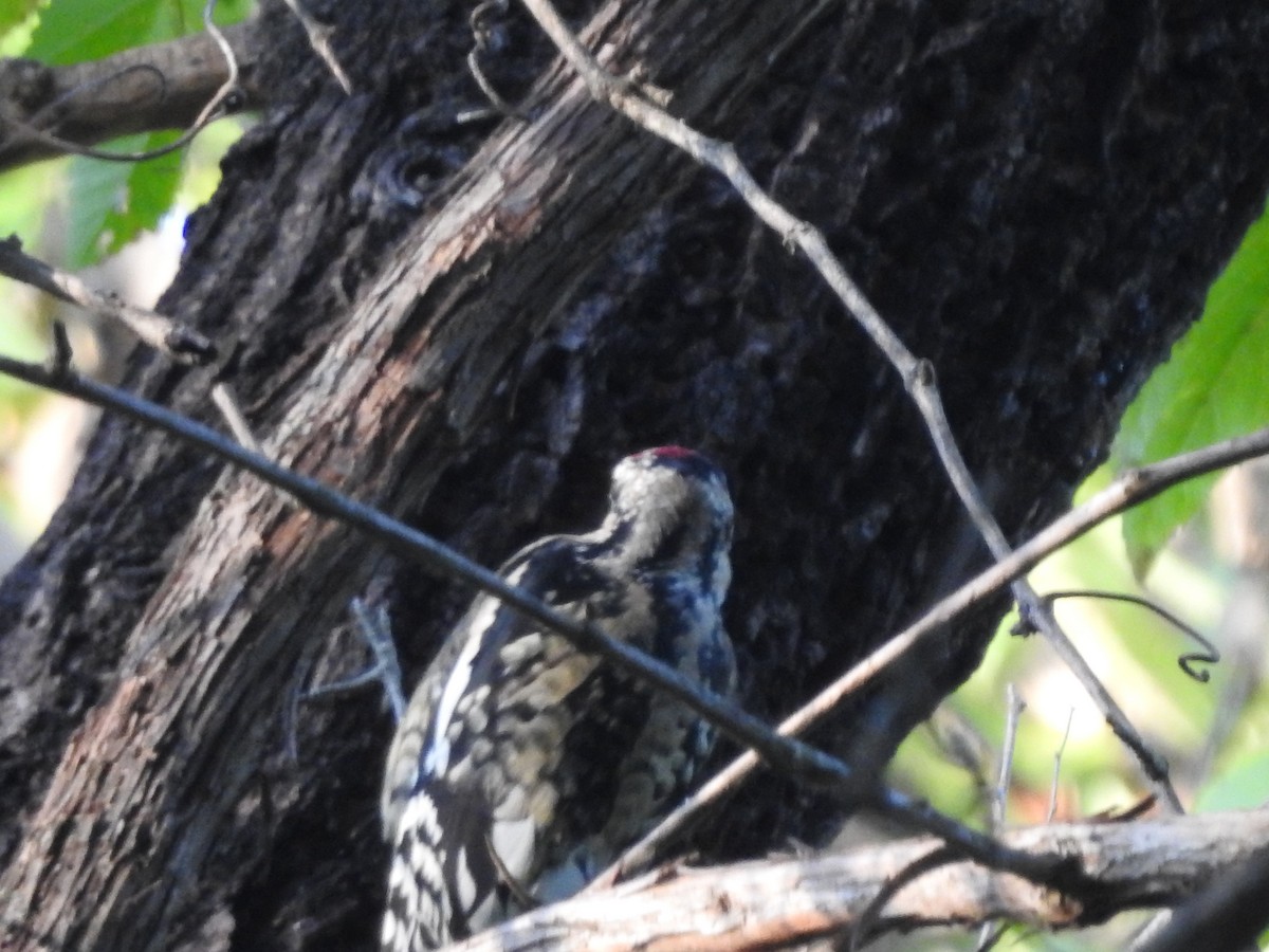 Yellow-bellied Sapsucker - ML642925914