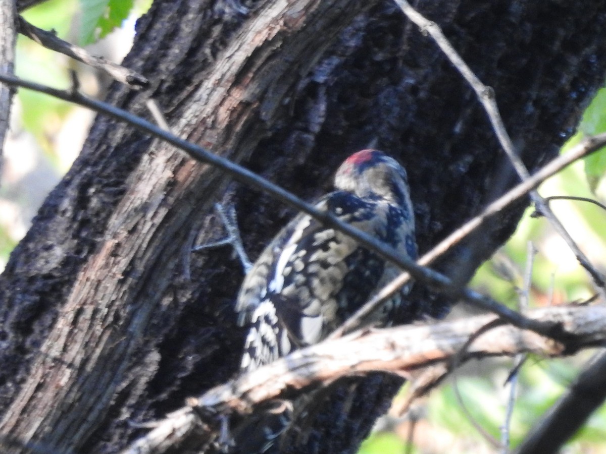 Yellow-bellied Sapsucker - ML642925915