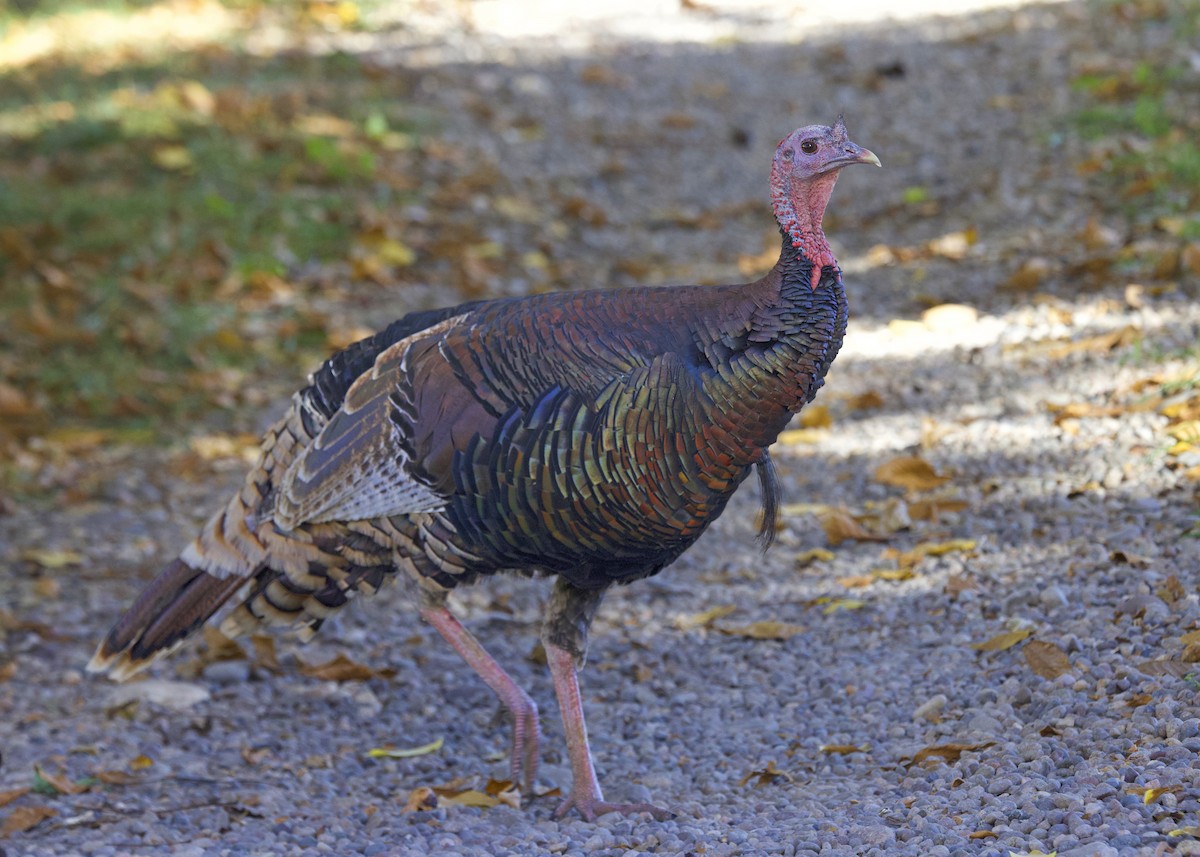 Wild Turkey - ML642925916