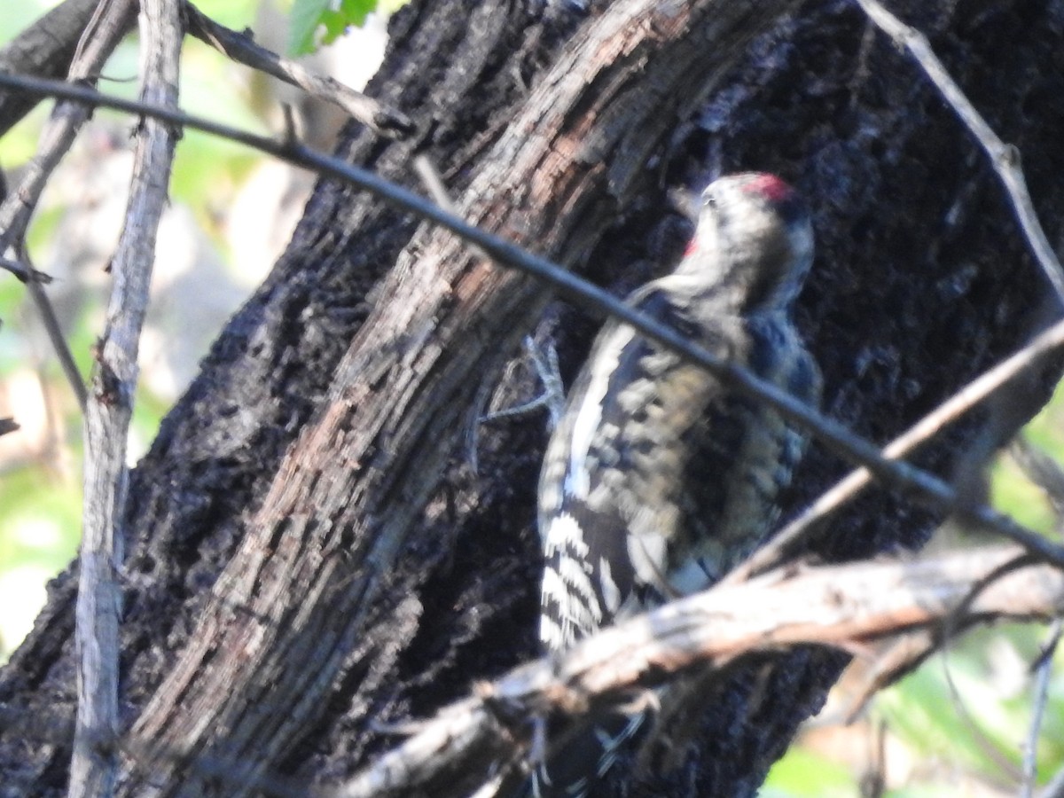 Yellow-bellied Sapsucker - ML642925917