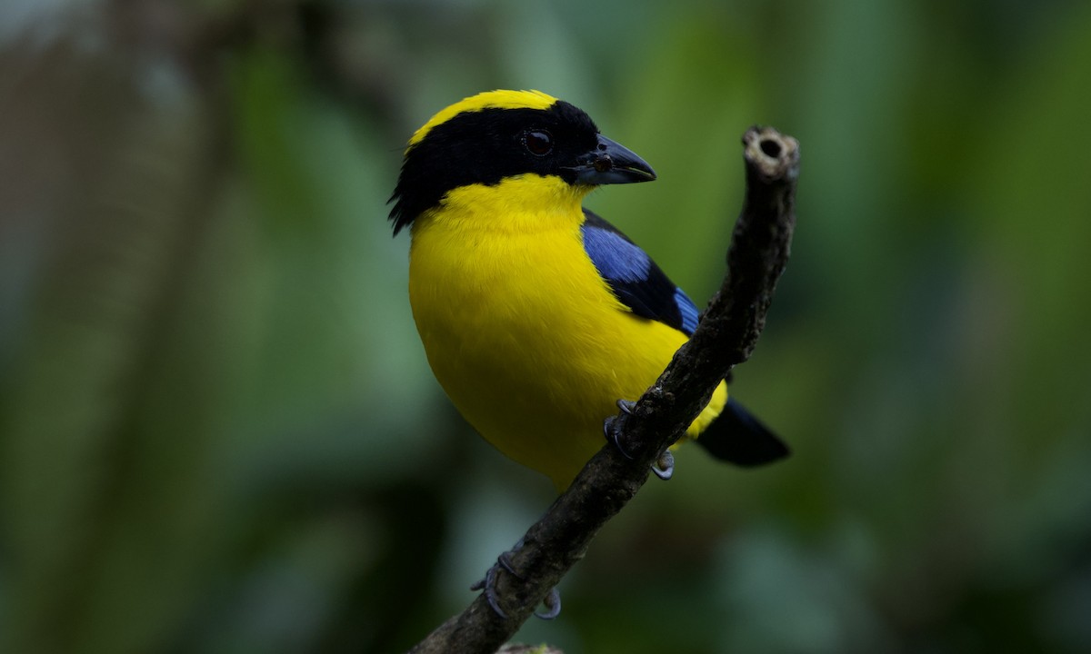 Blue-winged Mountain Tanager - ML642925918