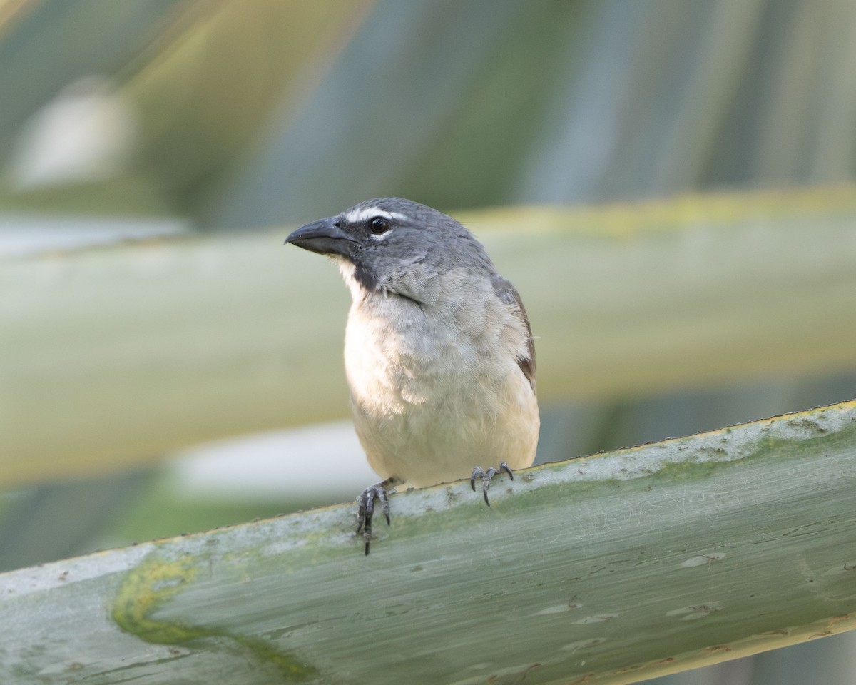 Olive-gray Saltator - ML642925919