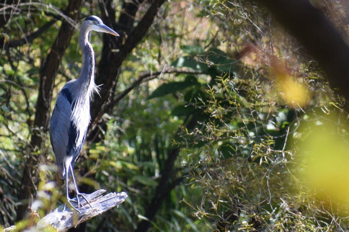 Great Blue Heron - ML642925920