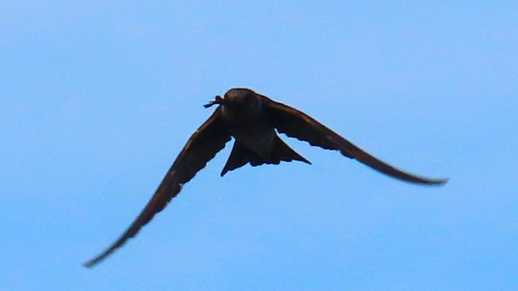 Purple Martin - ML642925921