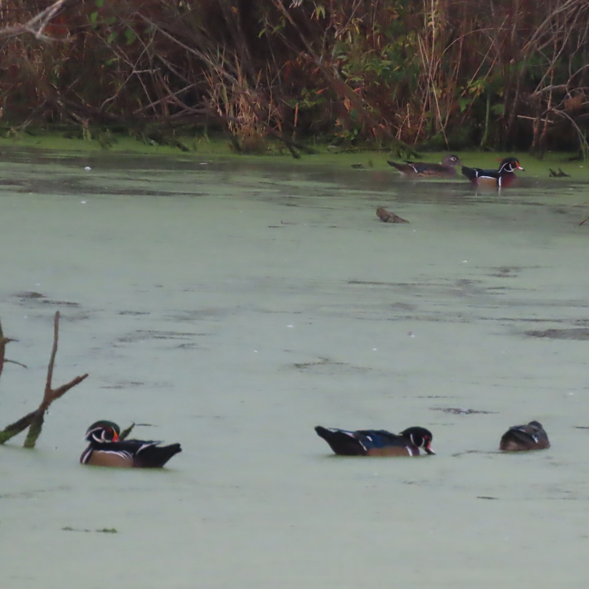 Wood Duck - ML642925922