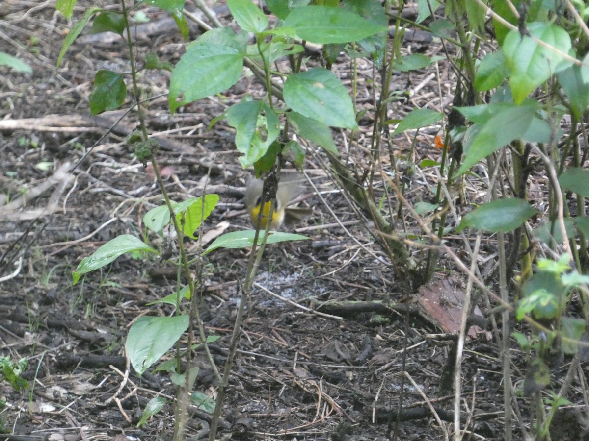 Common Yellowthroat - ML642925933
