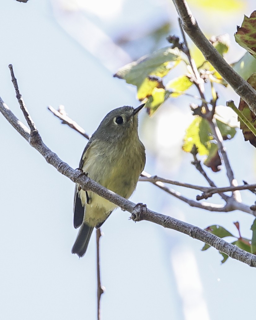 Ruby-crowned Kinglet - ML642925966