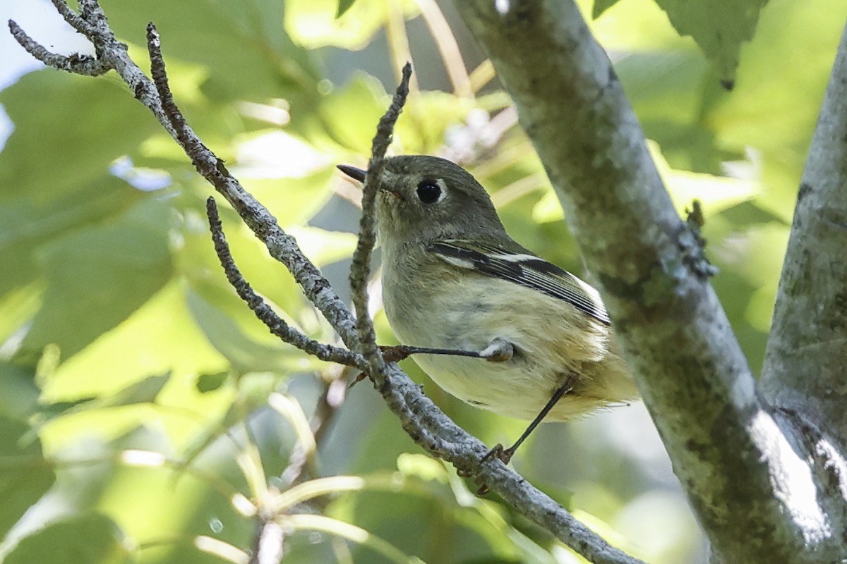 Ruby-crowned Kinglet - ML642925968