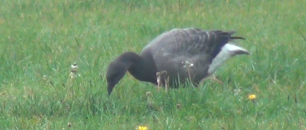 Brant - ML642925970