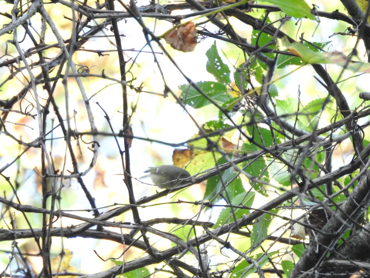 Ruby-crowned Kinglet - ML642925974