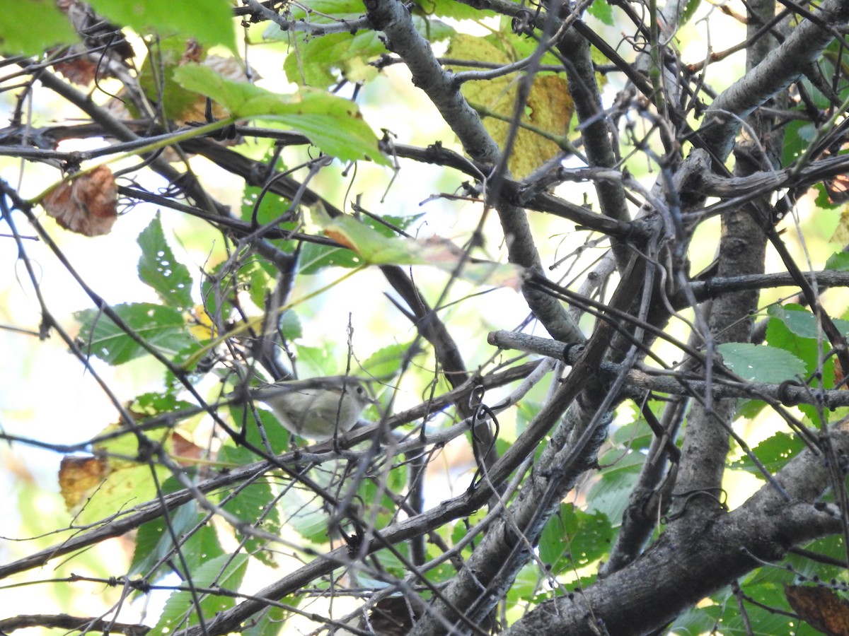Ruby-crowned Kinglet - ML642925975