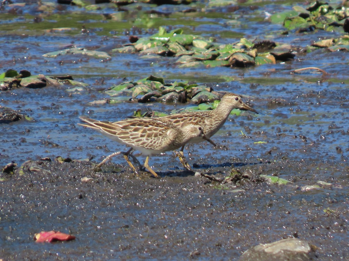 Pectoral Sandpiper - ML642925976