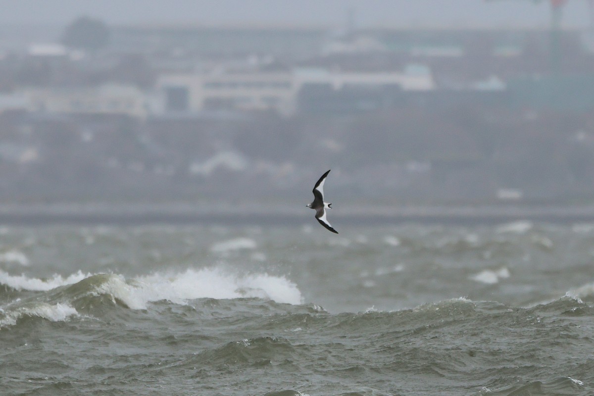 Mouette de Sabine - ML642925989