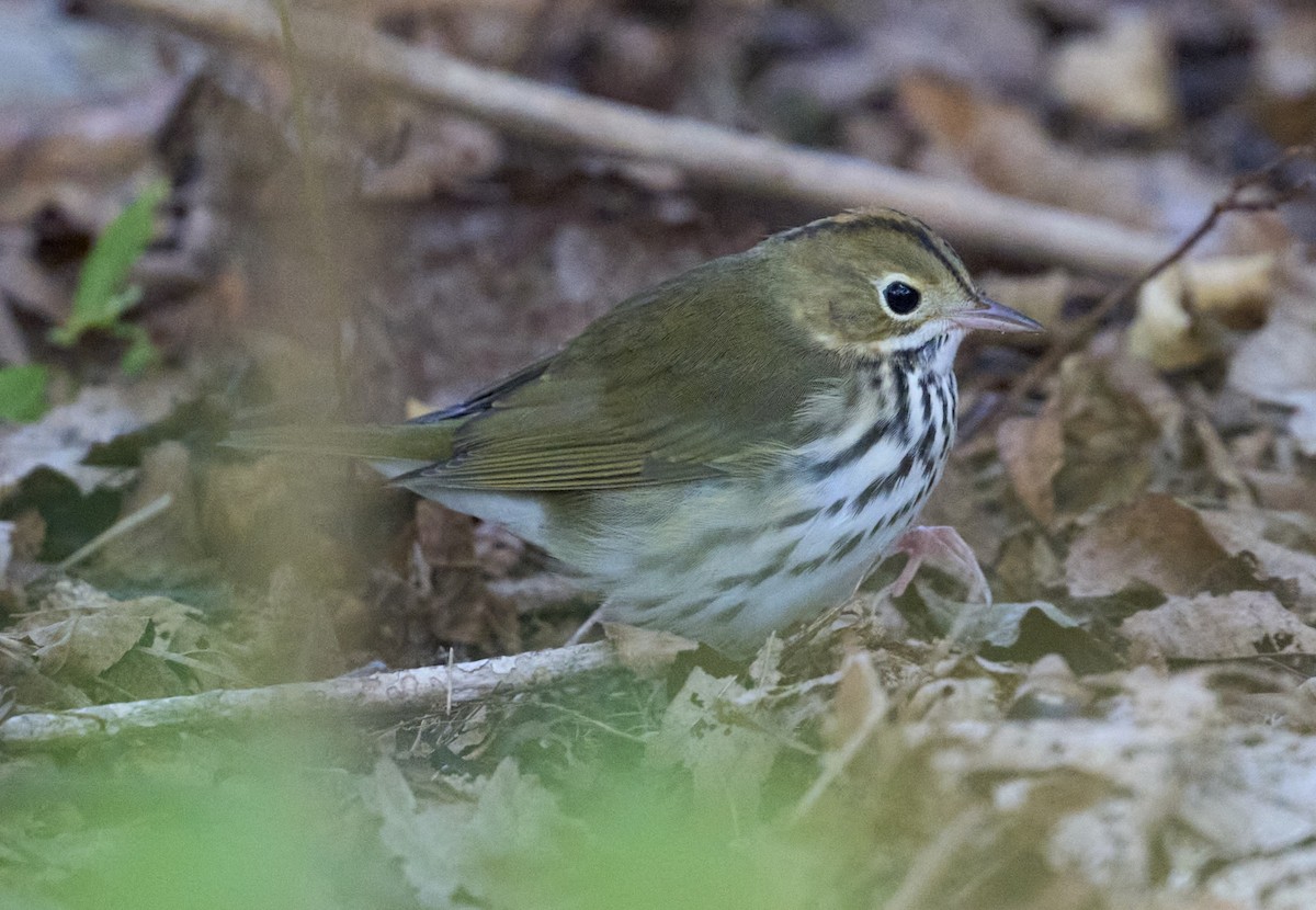Paruline couronnée - ML642925992