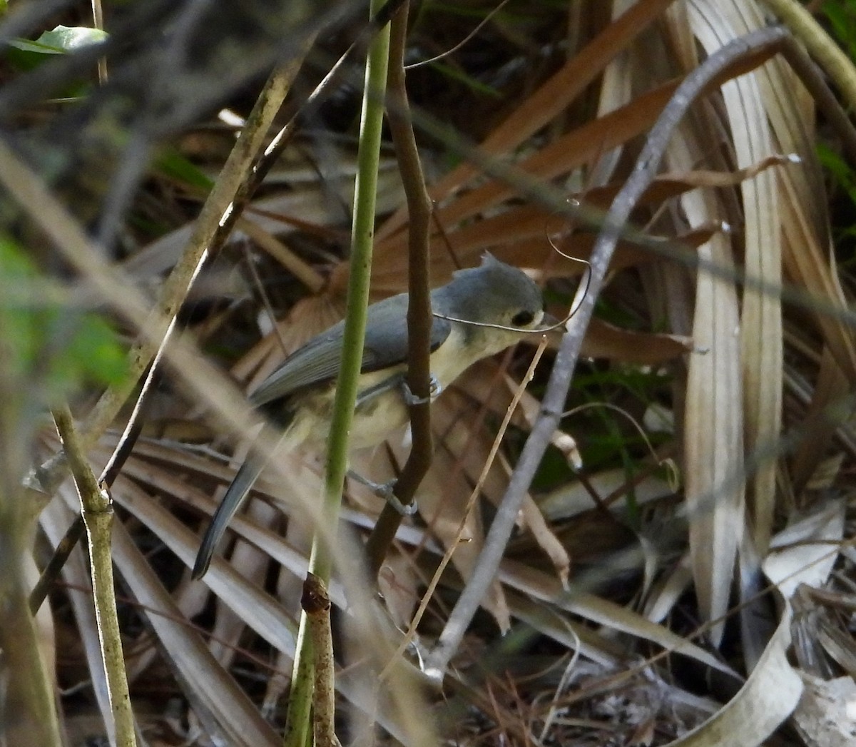 Mésange bicolore - ML642925996