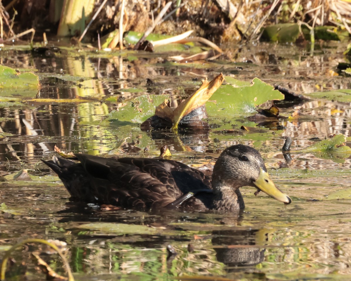 Canard noir - ML642926011