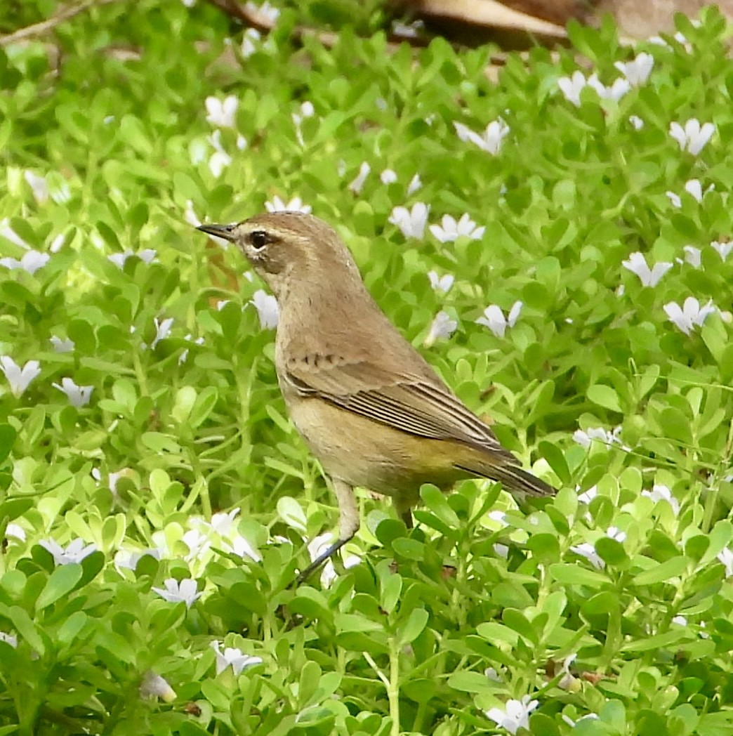 Paruline à couronne rousse - ML642926027