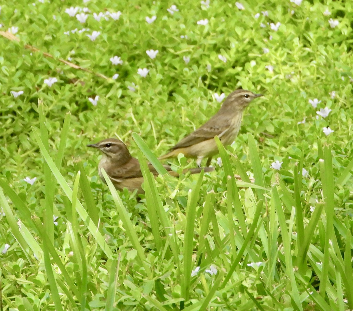 Paruline à couronne rousse - ML642926028