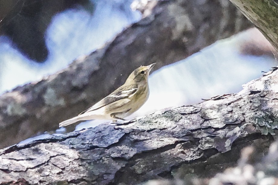 Paruline rayée - ML642926029