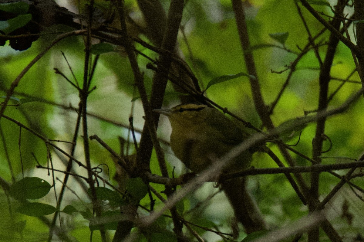 Worm-eating Warbler - ML642926039