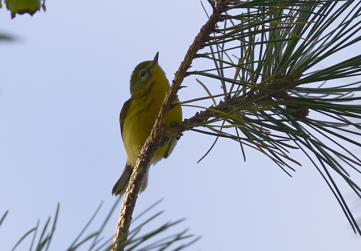 Prairie Warbler - ML642926041