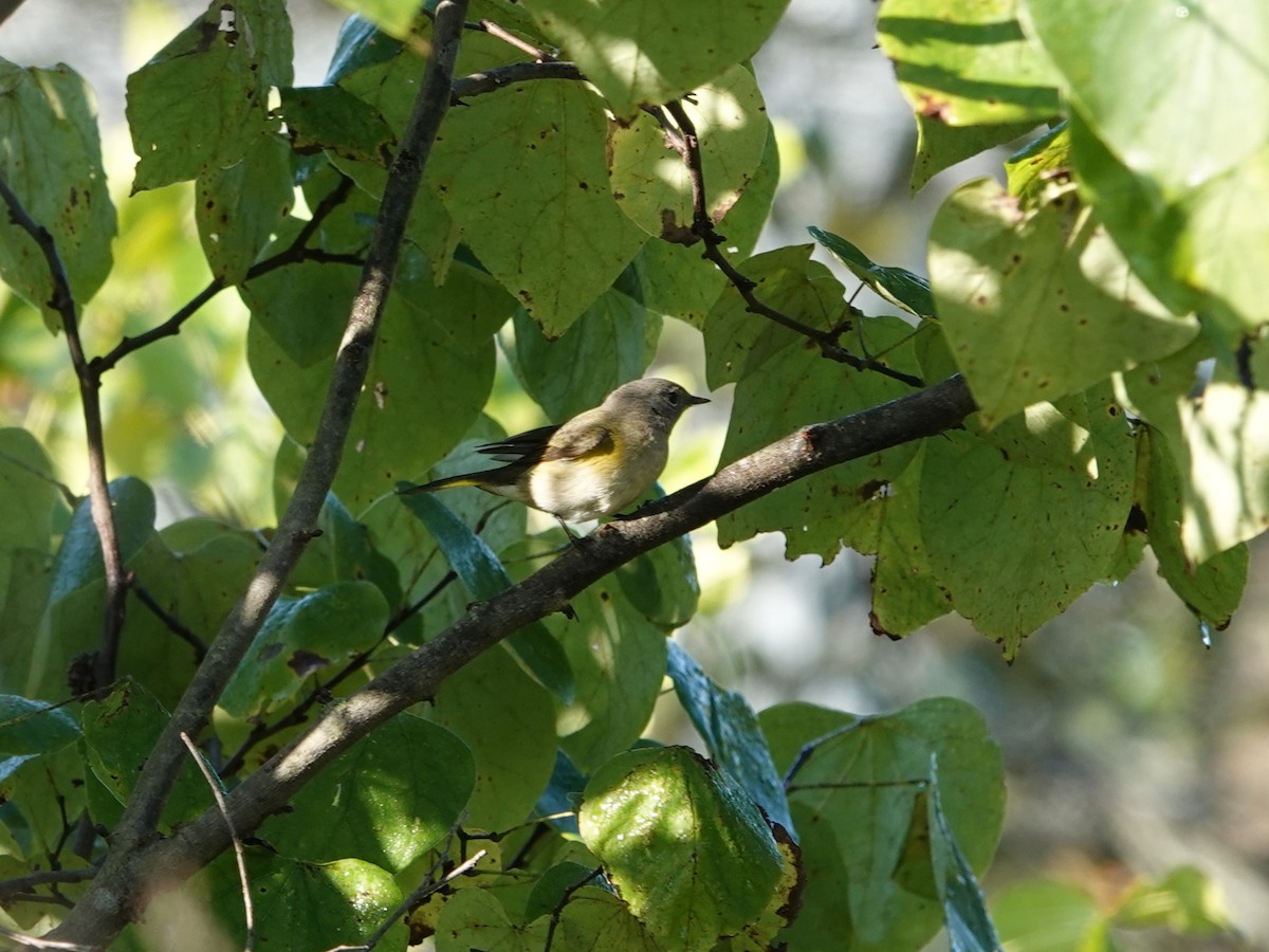 American Redstart - ML642926076