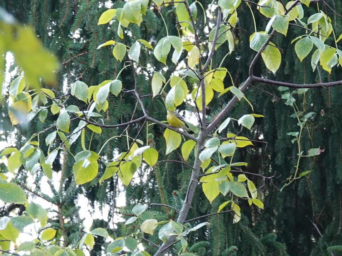 Paruline à tête cendrée - ML642926085