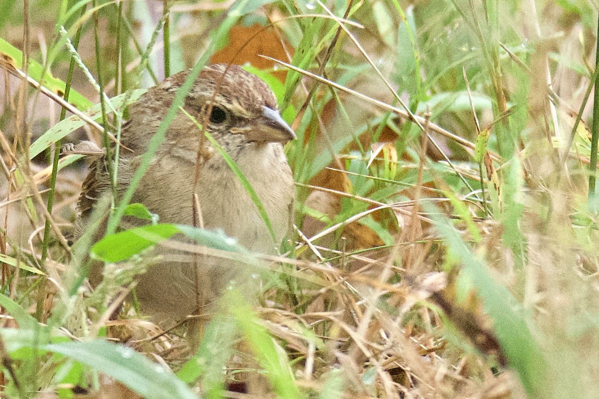 Bachman's Sparrow - ML642926101