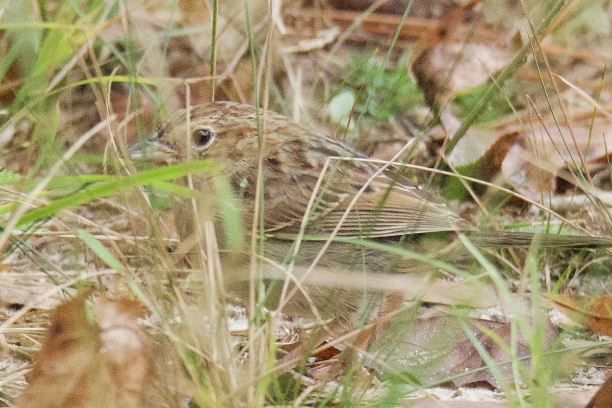 Bachman's Sparrow - ML642926102