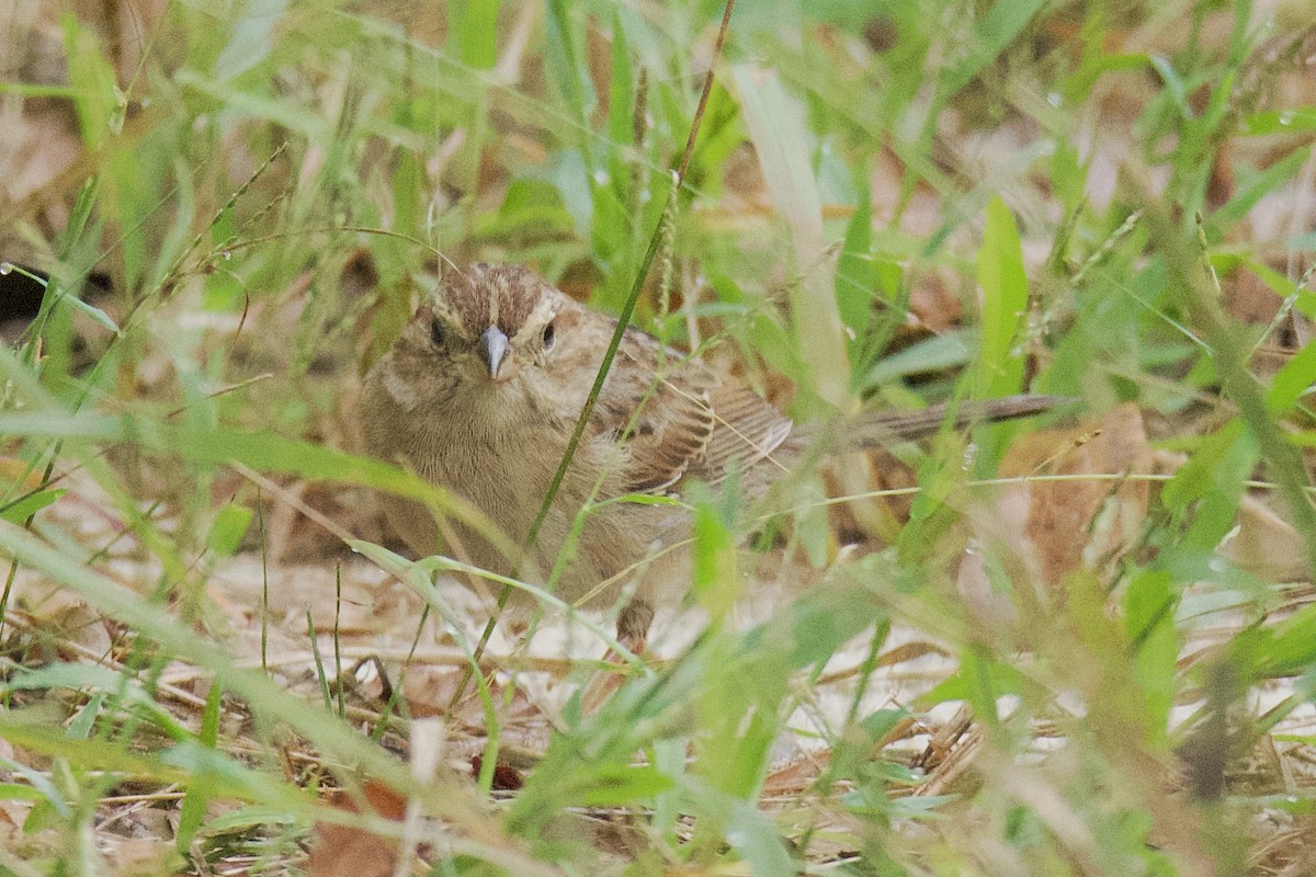 Bachman's Sparrow - ML642926103