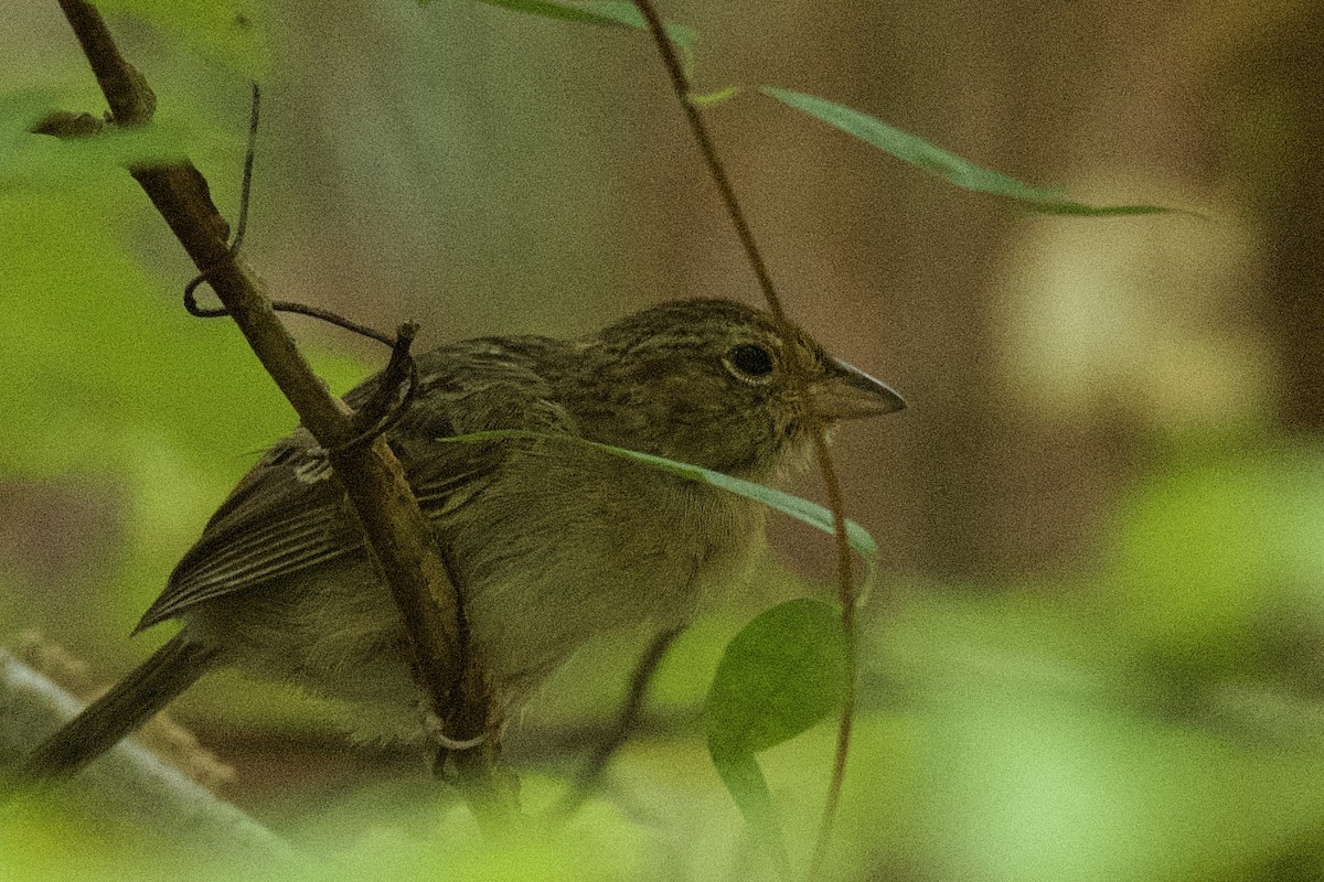 Bachman's Sparrow - ML642926105