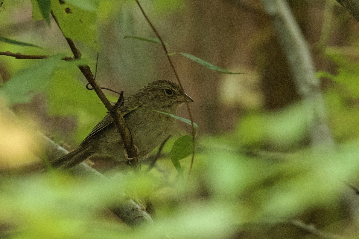 Bachman's Sparrow - ML642926106