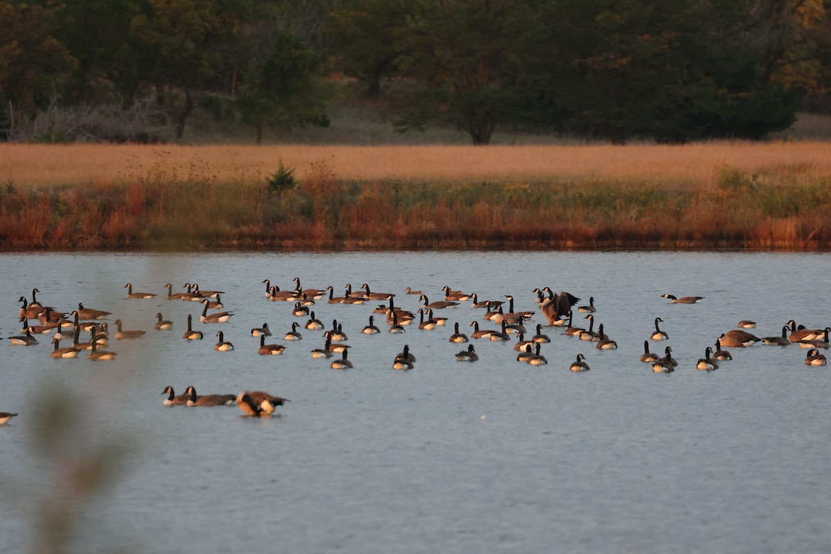 Canada Goose (moffitti/maxima) - ML642926116
