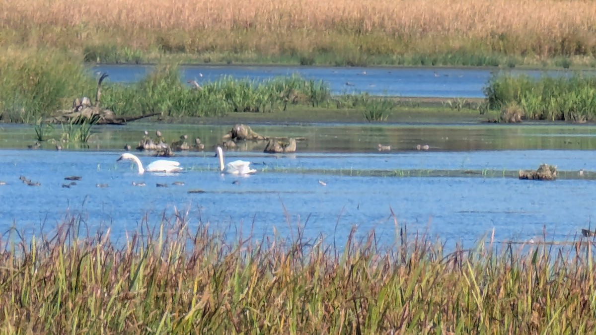 Trumpeter Swan - ML642926119