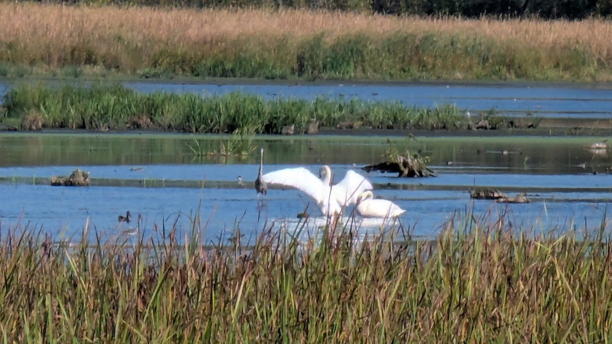 Trumpeter Swan - ML642926120