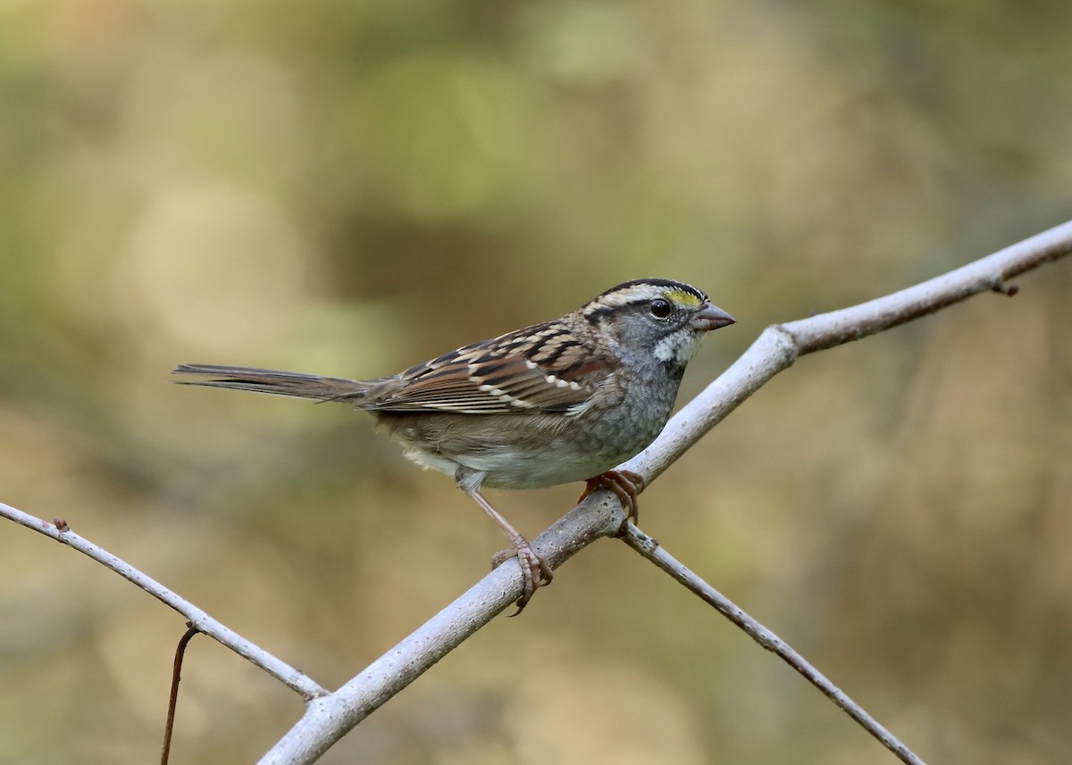 White-throated Sparrow - ML642926151