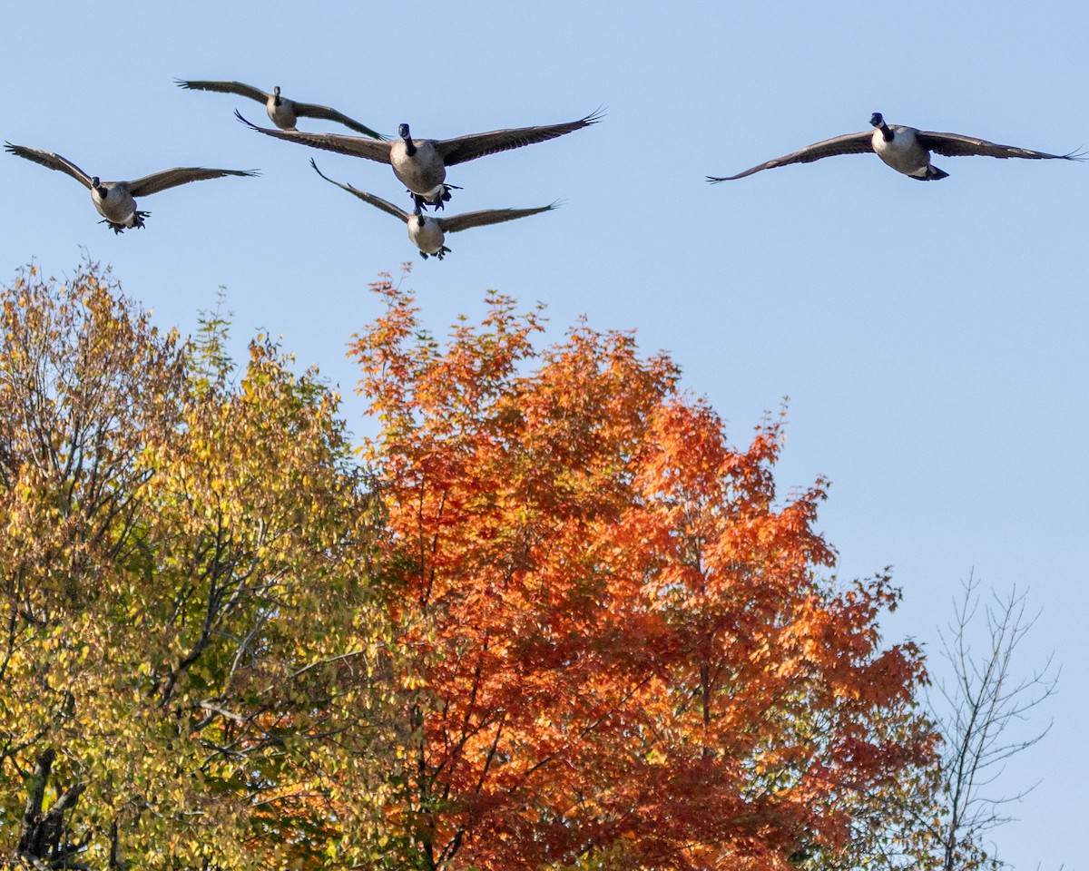 Canada Goose - ML642926152