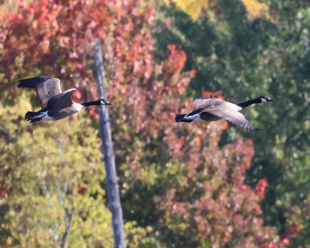 Canada Goose - ML642926168