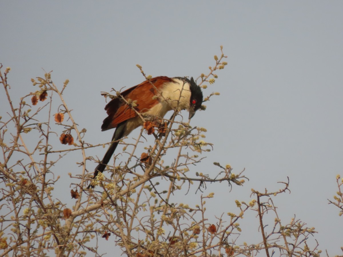 Senegal Coucal - ML642926171