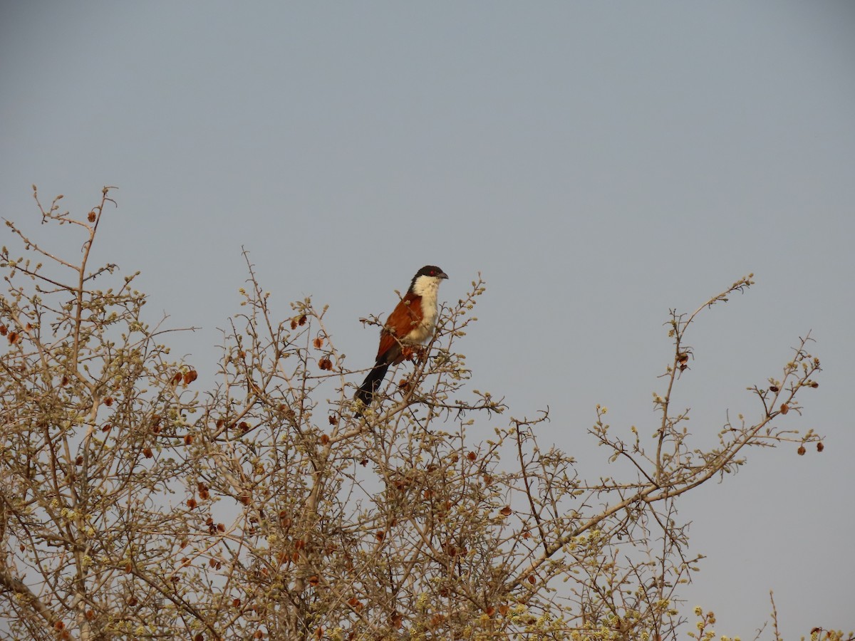 Senegal Coucal - ML642926172