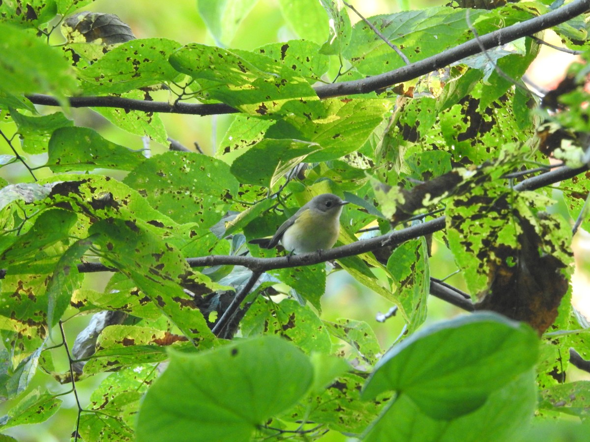 American Redstart - ML642926178